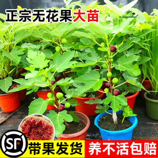 �o��������粨���t�ش���������������ļ��Ϸ���������Y������