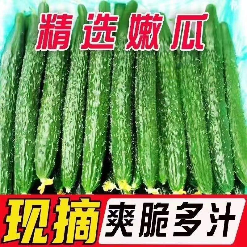 Cucumbers Freshly Picked and Shipped, Farm-Grown Seasonal Vegetables, Fresh and Delicious, Crispy and Refreshing to Eat Raw, Wholesale from the Manufacturer