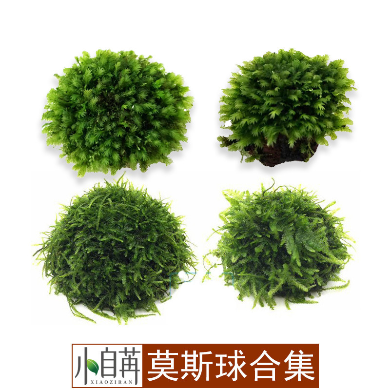Phoenix tail moss hemisphere moth ball weeping hemisphere sunken ball floating ball big triangle moth ball aquatic plants living real aquatic plants Phoenix tail moss hemisphere moth ball weeping hemisphere sunken ball floating ball big triangle moth ball aquatic plants living real aquatic plants