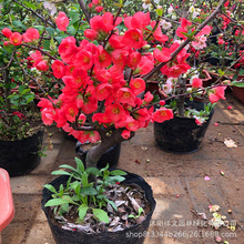 ֱlԺĻ L۹ں辰 _Gֲ҃