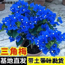 ����÷�ذ�����ͺ������՚��̨�Gֲ��ɫ�_���Ϙ����Sֱ�N