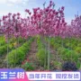 玉兰绿化地栽嫁接树苗