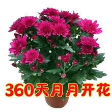 四季开花荷兰菊进口菊花苗耐寒易活盆栽室内外阳台绿植盆景