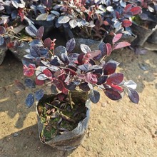 ��ɽ���������t��ľǤ������ͥԺ�G��������t���^ĸСë�����l