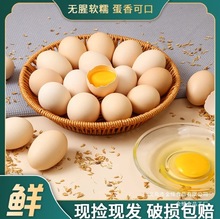 农家谷物鸡蛋新鲜农家散养土鸡蛋柴鸡蛋笨鸡蛋鲜鸡蛋现捡稻壳包装