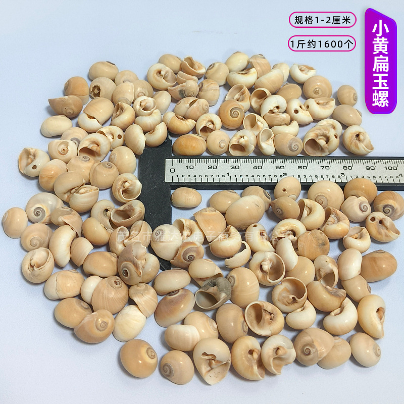貝殻と法螺貝 1～2cmをポンド単位で販売、貝殻と砂を混ぜて手作りのDIYテーブルを製作、ドリフトボトルを製作|undefined
