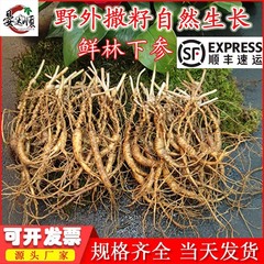 卸売高麗人参、長白山林下人参、30年物生林下人参、ドロップシッピング、林下人参種子、SFエクスプレスによる送料無料