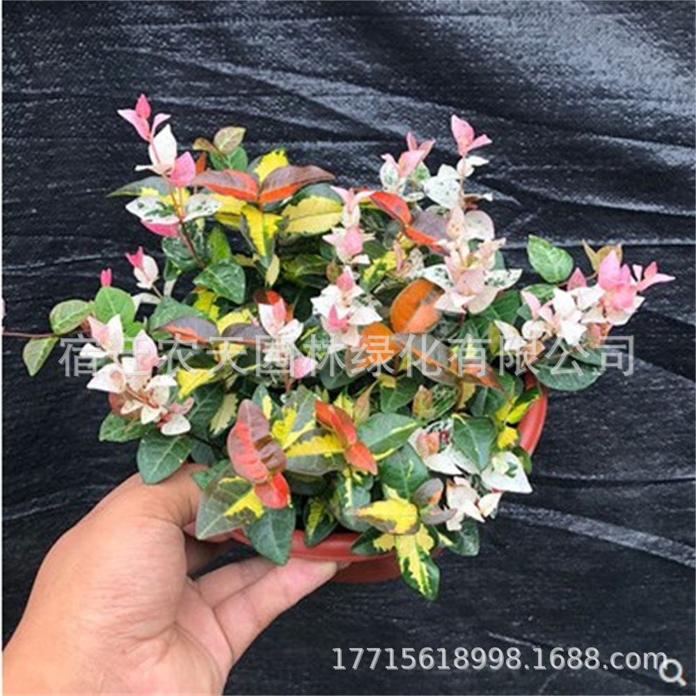 五彩花叶络石花苗盆栽室内阳台庭院花园四季垂吊兰耐寒热植物黄金