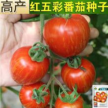 �t��ʷ��ѷN�Ӵ�ȫ�tƤ�ϾG������t���N��ԭ�b�N�Ӵ�ȫ���l���l