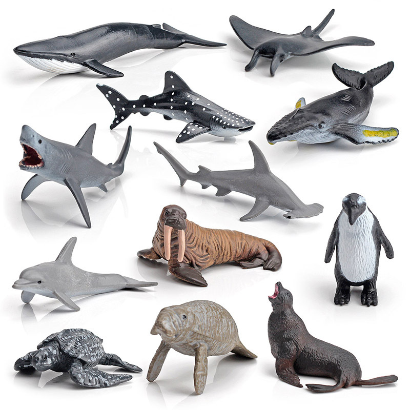 marine animal model