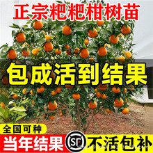正宗四川耙耙柑树苗嫁接果树粑粑柑沃柑丑橘南北方种植耐寒水果苗
