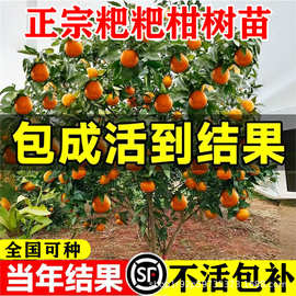 正宗四川耙耙柑树苗嫁接果树粑粑柑沃柑丑橘南北方种植耐寒水果苗