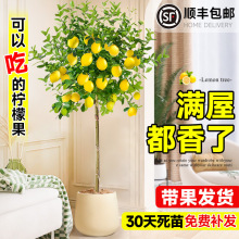 ˮʘԿʳÎ҃ȿ͏dGֲϱNֲļB