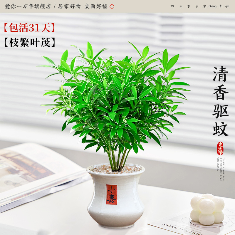 [자체유지자금] 모기퇴치대나무와 편백나무 + 작은 허리와 작은 웅덩이 (포장석 + 영양액 포함)