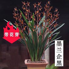 墨兰企黑年宵花卉报岁兰室内室外好养花卉绿植盆栽大花蕙兰花小苗