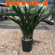 墨兰花苗墨兰盆栽带花苞耐寒花卉植物浓香型建兰惠兰花苗带盆土