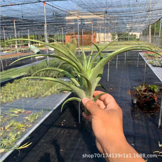 Wooden handle 15-20cm