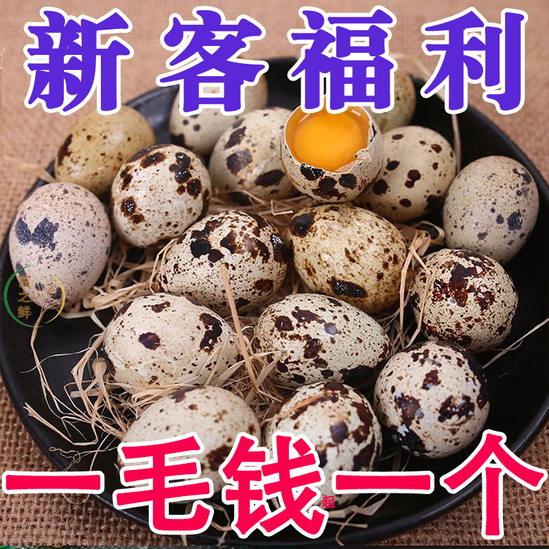 Fresh Quail Eggs Grain-Fed Freshly Collected Freshly Shipped 100 Pieces Nutritious Tender Taste Poultry Egg