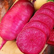 新鲜现挖紫美人萝卜营养丰富农产品直发雕刻凉拌炒菜一件代发批发