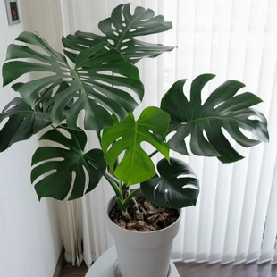 Large-Leaf Monstera Potted Plant for Indoor Hydroponics or Soil Cultivation, Easy-To-Care-For Plant for Air Purification, Flower and Green Plant Seedling