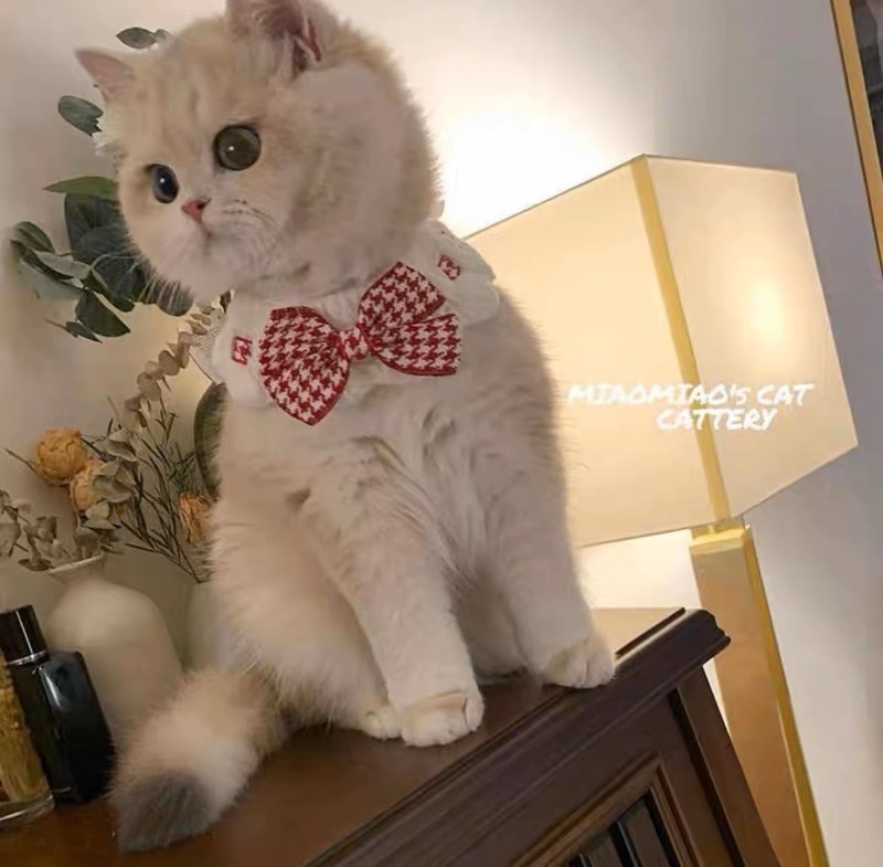 猫中小型夏かわいいラグドール猫子猫ミルク猫唾液タオルリボンペットスカーフネックレス首輪|undefined