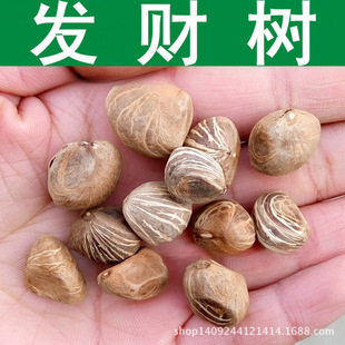 �羳�N�� ľ�^�N�� ��ľ ��ľ�N�� �lؔ��N�� �R������ �����N��