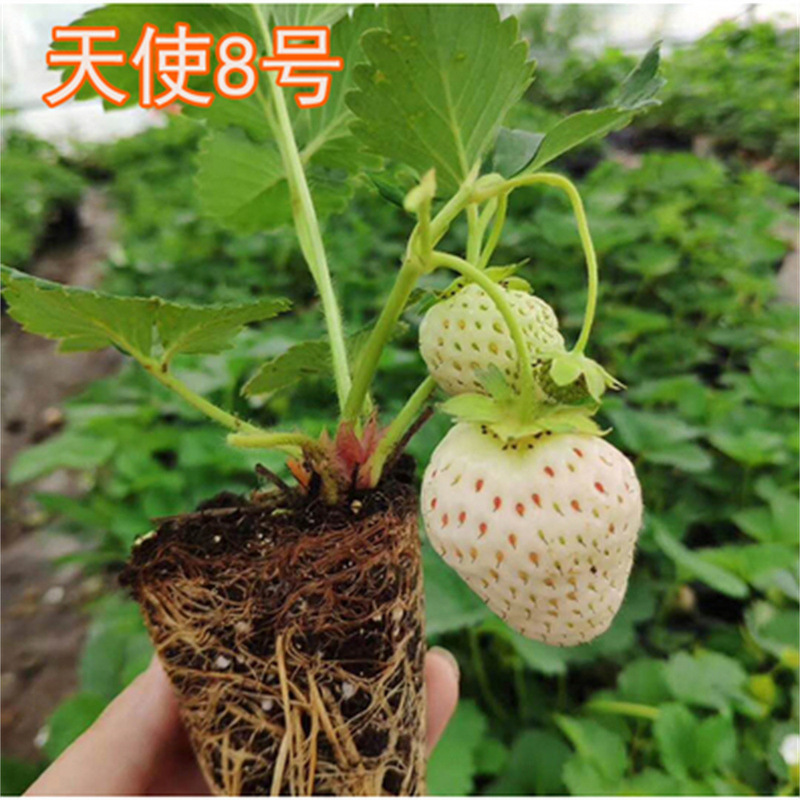 Angel a Sweet Charlie Dandong Four-Season Strawberry Seedlings Potted with Soil for Planting in the North and South to Produce Edible Milk in the Same Year