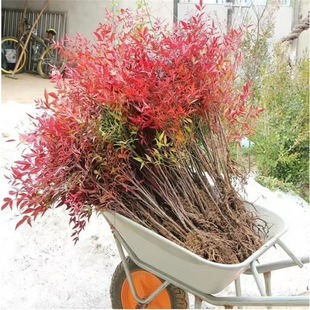 ���������Ԙ�������������҃��Ϙ��辰ͥԺ�^�~���ܾGֲ�t������