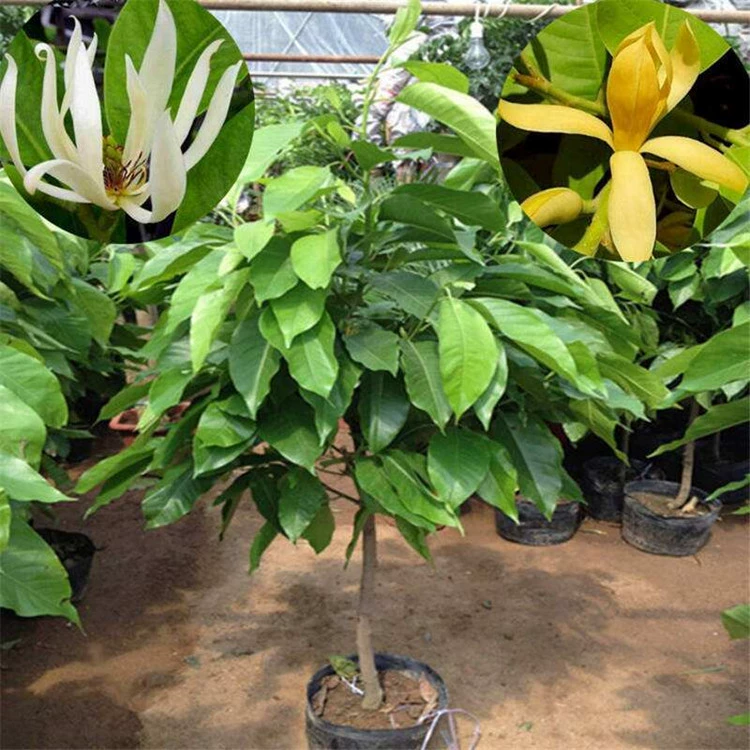 Саженцы белой магнолии, привитые белой магнолией, желтой магнолией, желтой орхидеей, ароматные цветочные растения в горшках или для посадки в грунт, зеленые растения для балкона.