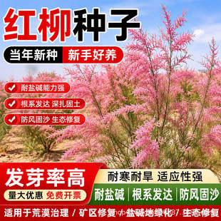 �t���N�әf����֦���}�|���Lɳ�V�^�ޏ����B���־G�������²ɷN��