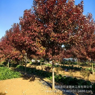 High-Quality Red Maple Tree American Red Maple Sapling Engineering Greening Seedlings Grafted Red Maple Seedlings Red Leaf Plants