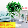 360#长 绿 3 3 Wholesale potted large leaf green dill purify the air living room green planting and hanging orchid