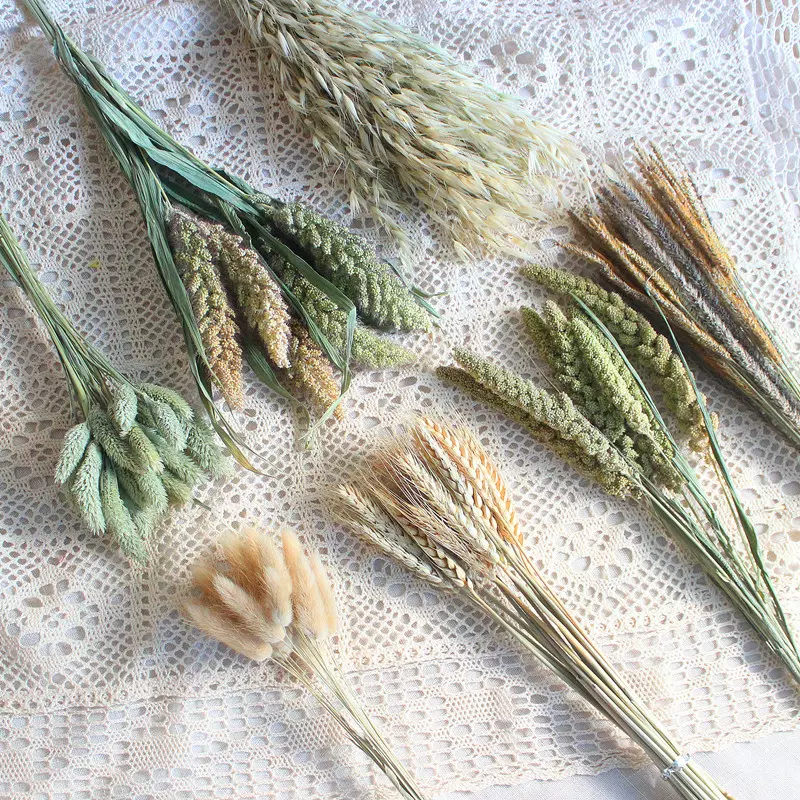 宝石草干花兔尾草原色麦穗燕麦狗尾巴草真花干花装饰插花干花批发