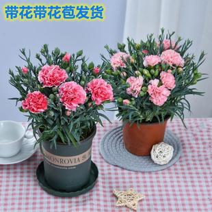 Carnation Potted Plants Bloom in All Seasons with Buds and Flower Seedlings. Dianthus Balcony Courtyard Flower Plants Are Easy to Grow and Maintain