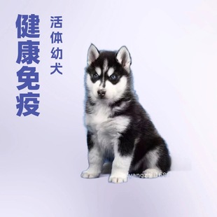 ���l���۹�ʿ����Ȯ���w������ʿ��ѩ��Ȯ��������С������Ȯ����