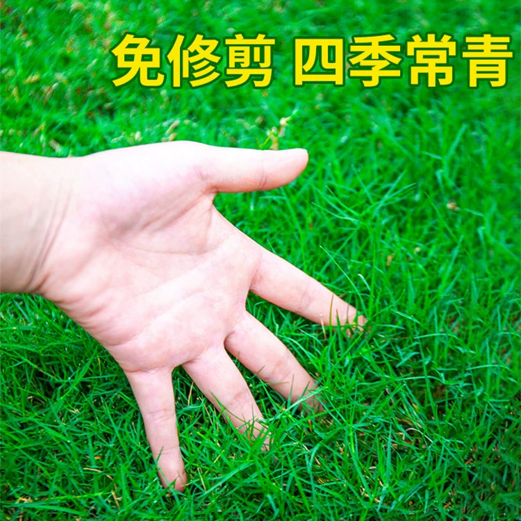 Семена газонной травы вечнозеленые круглый год без обрезки семян для защиты склонов и фиксации почвы Манила ковер дерн семена для озеленения засухоустойчивости