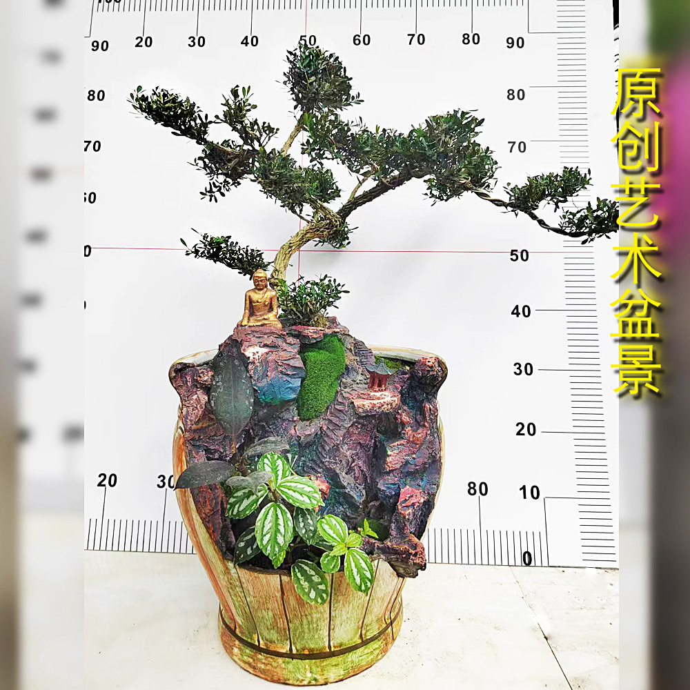 观景竹子小叶簕竹生桩根苗易活文雅禅意名贵室内庭院盆栽凤梨黄杨