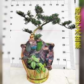 观景竹子小叶簕竹生桩根苗易活文雅禅意名贵室内庭院盆栽凤梨黄杨