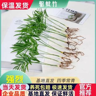 Hydroponic Mosquito Repellent Bamboo, Cypress, Coconut Bamboo, Indoor Plant, Mosquito Repellent Grass, Formaldehyde Absorption, Air Purification, Office Potted Green Plants