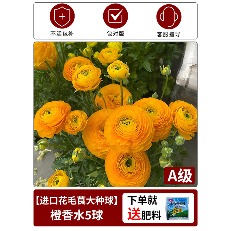 【anemone bulb】orange perfume 1 bulb
