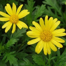 ջɫľﴺշNӈ@ֻļ׷Nջ