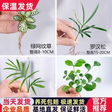 ����С�Gֲ�_�h�ɰ��Ƽt�ƾG�}��ؾ�����W�y������ˮ��ֲ��С��