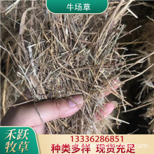 2023新牛场草 牛马羊动物牧草羊草碱草干草量大价优