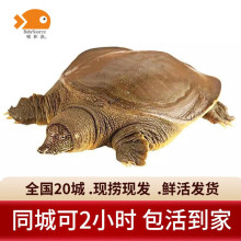 ���͝O�r�����~ �������A�M�F�~ ���w���ך� 2.4-2.7��/ 1ֻ ��