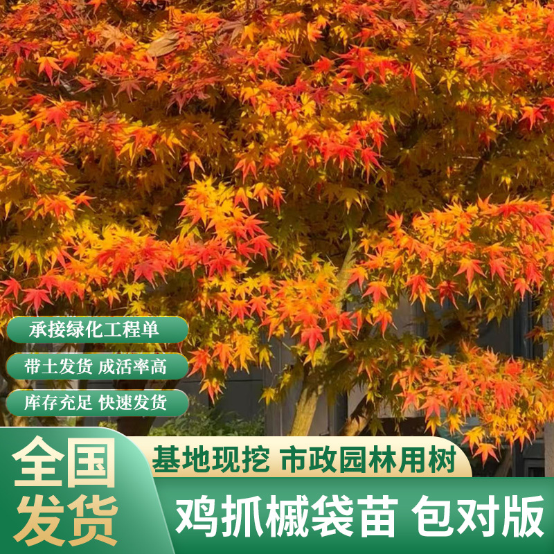 苗圃小叶鸡爪槭树苗中国红枫树苗红舞姬苗别墅庭院风景树绿化苗木