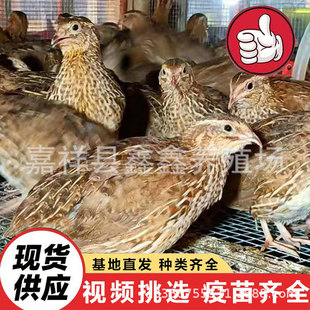 �g�����µ���ֳ ���B�����g��������a�� �Bֳ�����w�g����r��