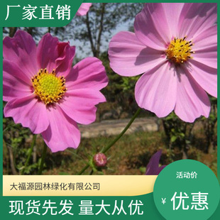 Factory Direct Sales Wholesale Cosmos Seedlings Engineering Horticulture Greening Seedlings Complete Specifications and Price Advantages