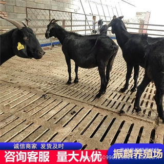 黑山羊的品种有哪些 金堂黑山羊 努比亚黑山羊养殖场