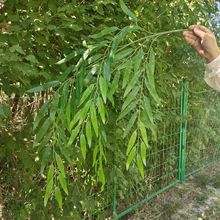 仿真柳叶柳树枝假树枝树叶室外庭院秋季装饰绿植园林景观绿叶批发