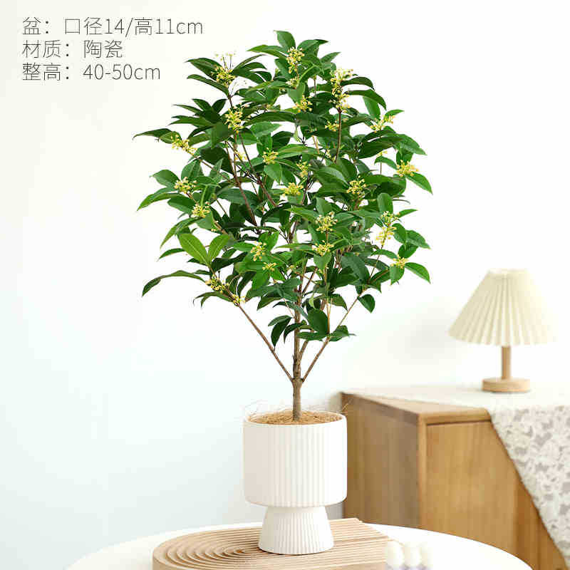 Семенник Four Seasons Gui 6 лет + высокий вертикальный белый фарфоровый горшок + удобрение